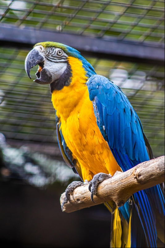 Notícia zoologico-a
